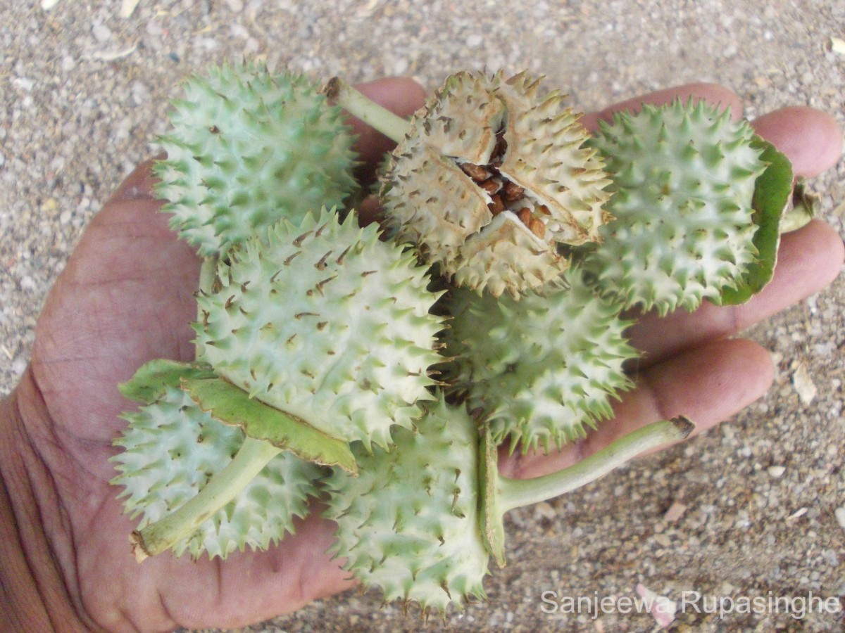 Datura metel L.